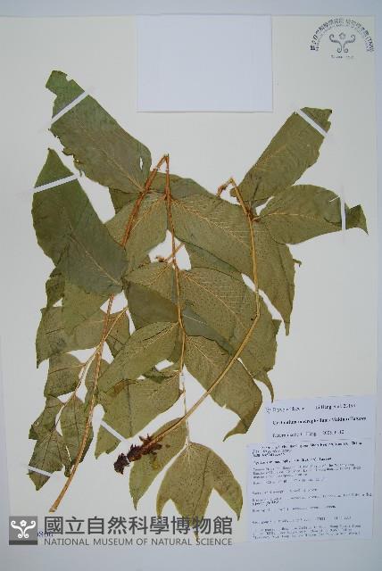 尖葉貫眾蕨藏品圖，第1張