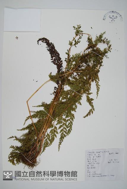 烏蕨藏品圖，第1張