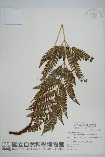 細葉複葉耳蕨藏品圖，第1張