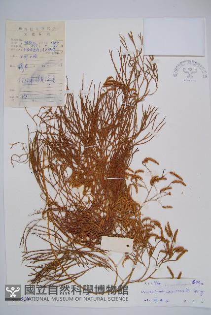 木賊葉石松藏品圖，第1張