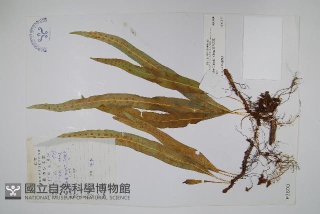 兩色瓦葦藏品圖，第1張