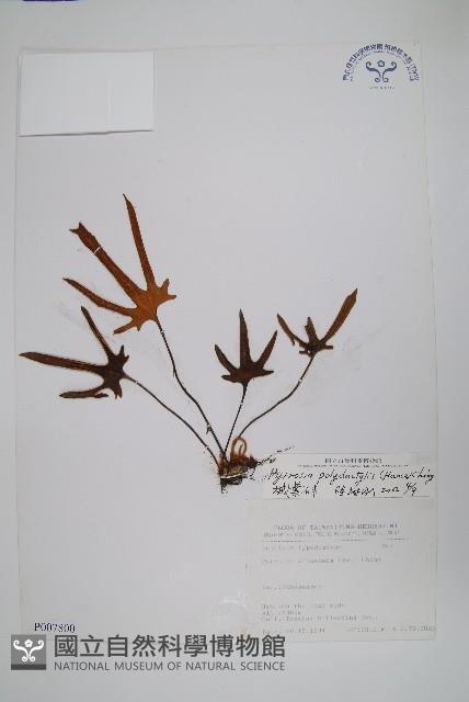 槭葉石葦藏品圖，第1張