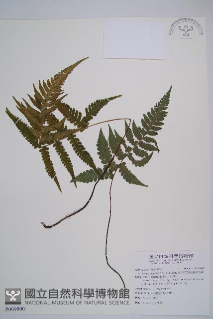 東洋蹄蓋蕨、假蹄蓋蕨藏品圖，第1張