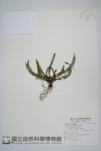 鐵角蕨藏品圖，第1張