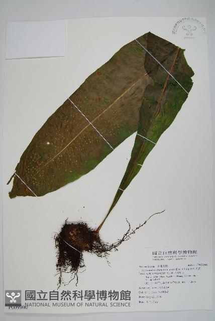 膜葉星蕨藏品圖，第1張