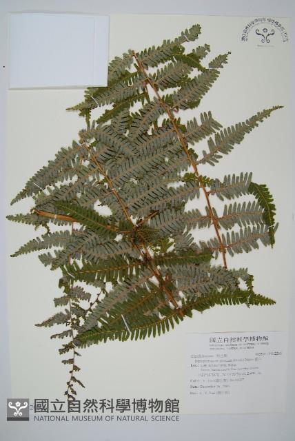 裡白藏品圖，第1張