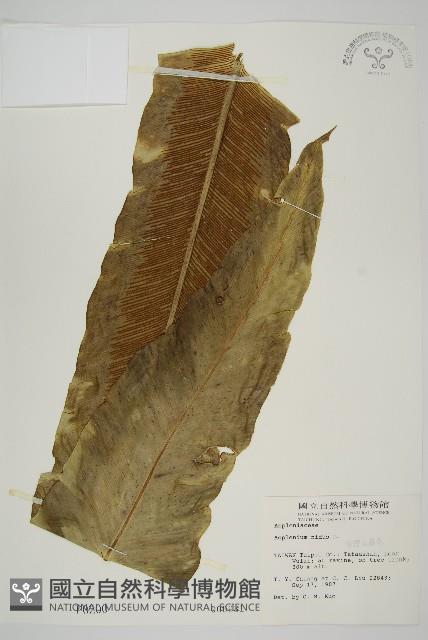 臺灣山蘇花藏品圖，第1張