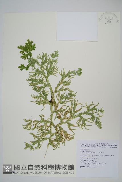 生根卷柏藏品圖，第1張