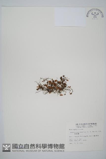 團扇蕨藏品圖，第1張