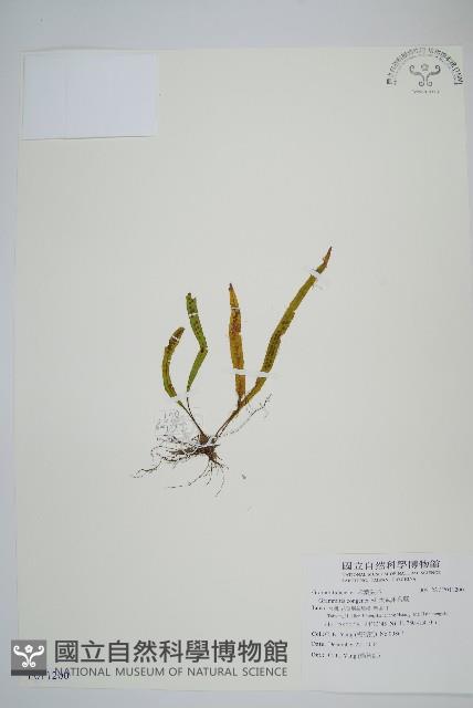 Accession Number:P011200 Collection Image, Figure 1, Total 2 Figures