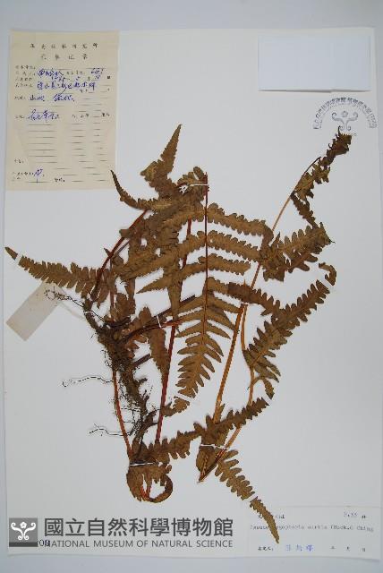 耳羽紫柄蕨藏品圖，第1張