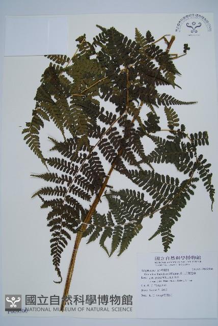 川上氏雙蓋蕨藏品圖，第1張