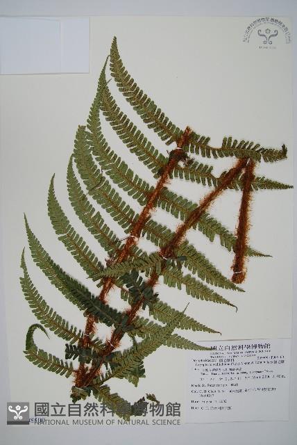 瓦氏鱗毛蕨藏品圖，第1張
