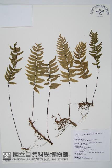 單邊鐵角蕨藏品圖，第1張