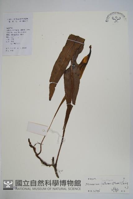 大星蕨藏品圖，第1張