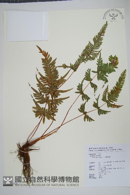 天草鳳尾蕨藏品圖，第1張