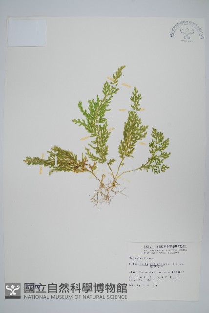異葉卷柏藏品圖，第1張