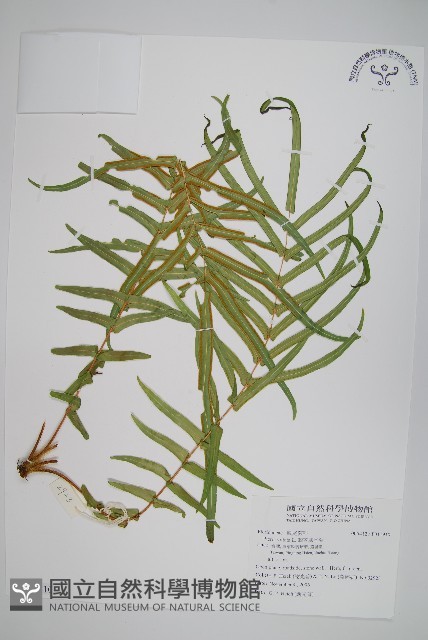 鱗蓋鳳尾蕨藏品圖，第1張