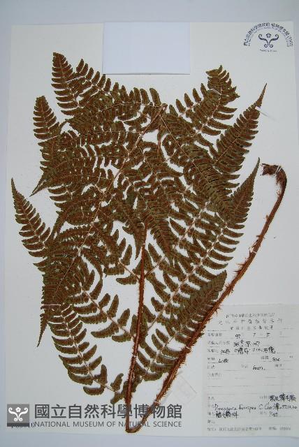 黑足鱗毛蕨藏品圖，第1張