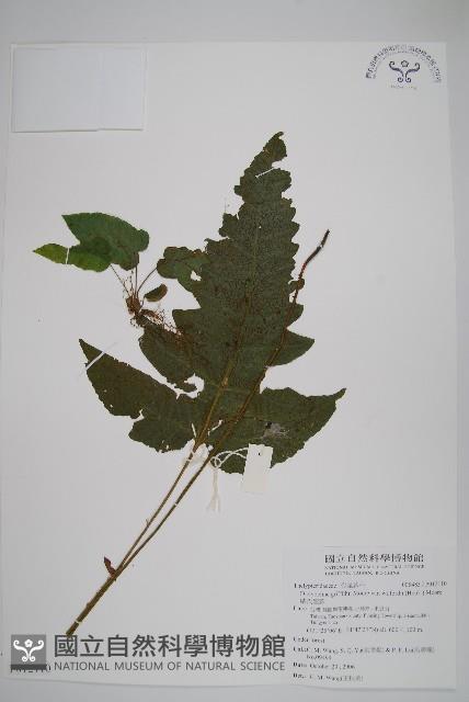 威氏聖蕨藏品圖，第1張