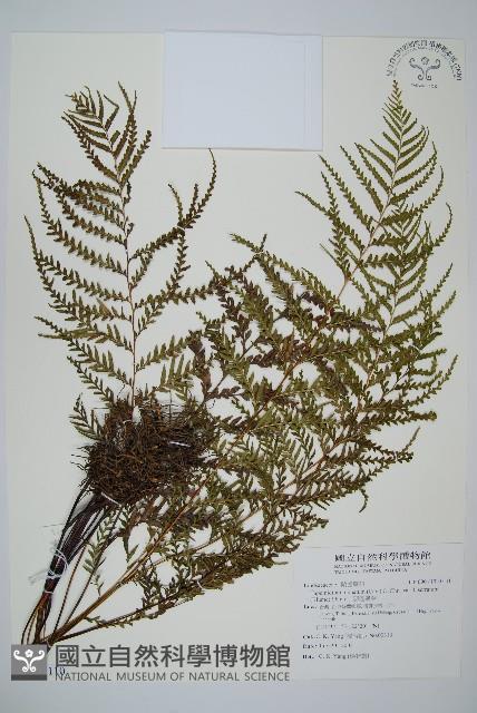 二羽達邊蕨藏品圖，第1張