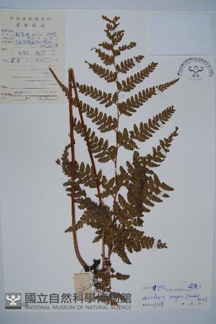 粗毛鱗蓋蕨藏品圖，第1張