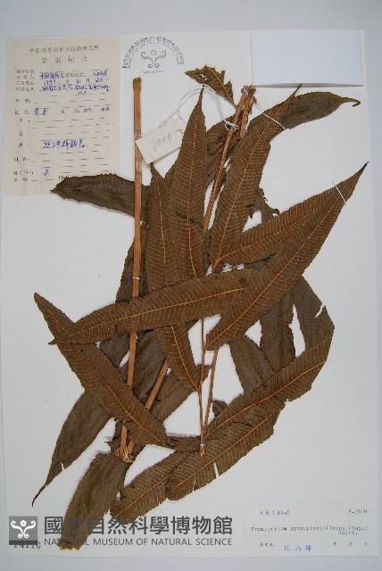 大羽葉新月蕨藏品圖，第1張