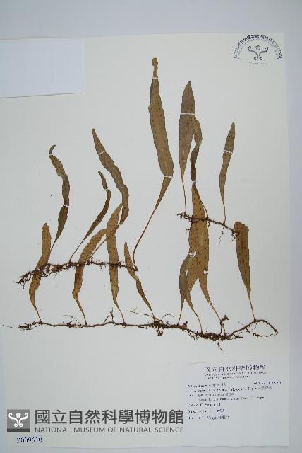 骨牌蕨藏品圖，第1張