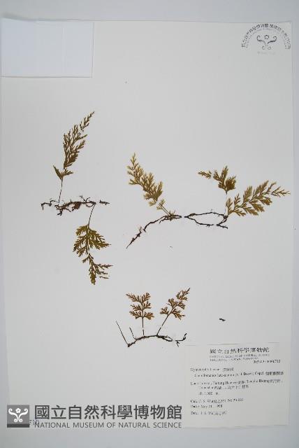 翅柄假膜蕨藏品圖，第1張