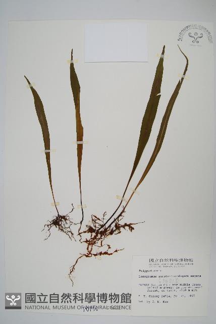 Accession Number:P000710 Collection Image, Figure 1, Total 2 Figures