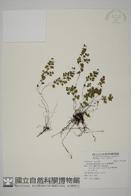 深山鐵線蕨、月芽鐵線蕨藏品圖，第1張