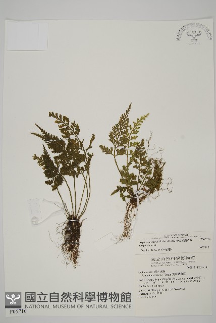 骨碎補鐵角蕨藏品圖，第1張