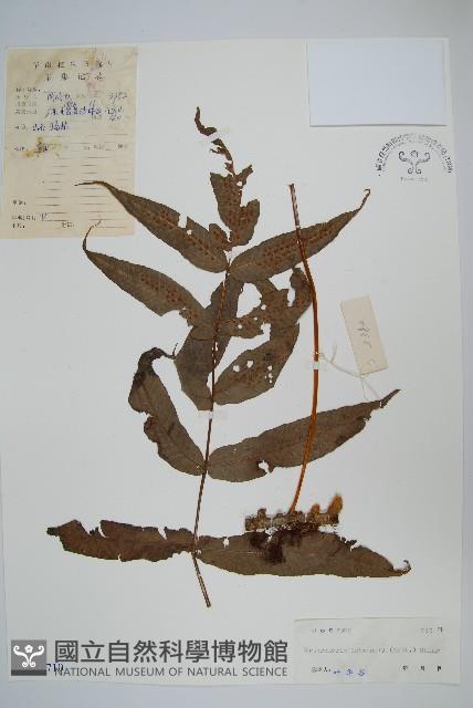 肢節蕨藏品圖，第1張