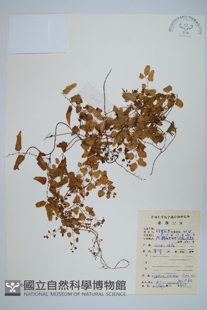 小葉海金沙藏品圖，第1張