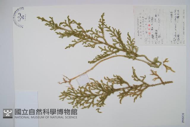 燈龍草藏品圖，第1張