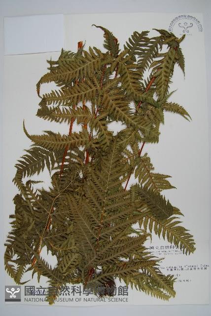 光囊紫柄蕨藏品圖，第1張