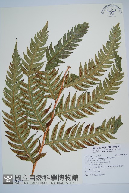 生芽狗脊蕨、頂芽狗脊蕨藏品圖，第1張