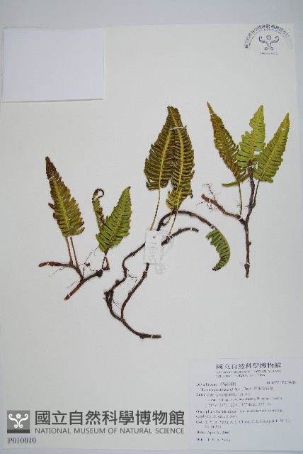 馬來陰石蕨藏品圖，第1張