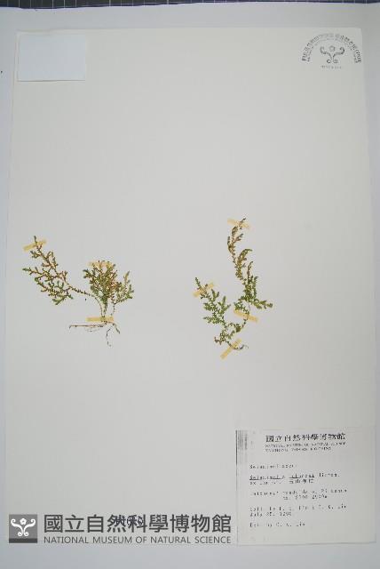 玉山卷柏藏品圖，第1張