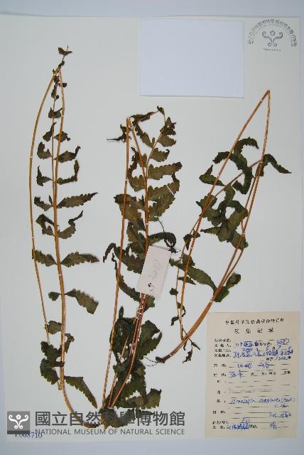 邊緣鱗蓋蕨藏品圖，第1張