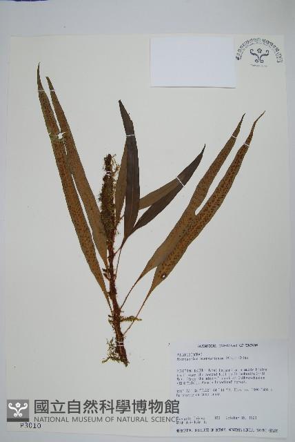 波氏星蕨藏品圖，第1張