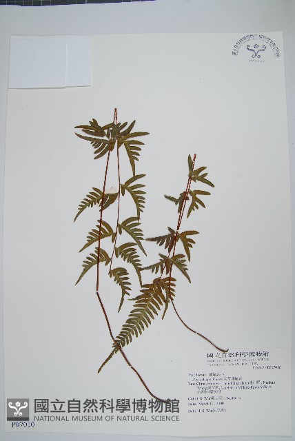 天草鳳尾蕨藏品圖，第1張