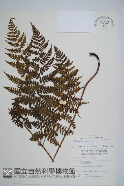 川上氏雙蓋蕨藏品圖，第1張