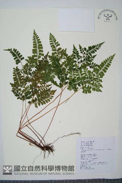 三角葉陵齒蕨藏品圖，第1張