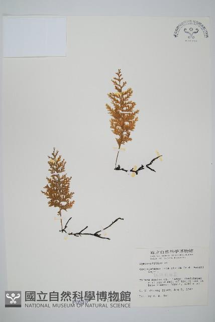 翅柄假膜蕨藏品圖，第1張