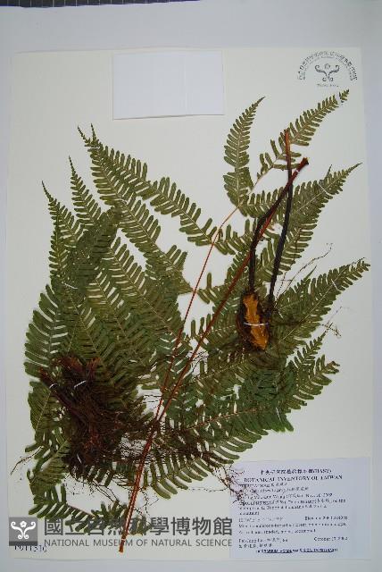 紅柄鳳尾蕨藏品圖，第1張