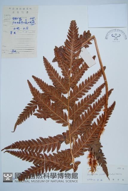 日本狗脊蕨藏品圖，第1張