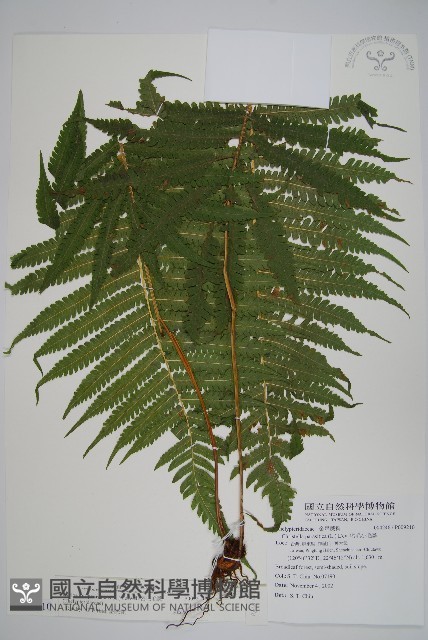 密毛毛蕨藏品圖，第1張