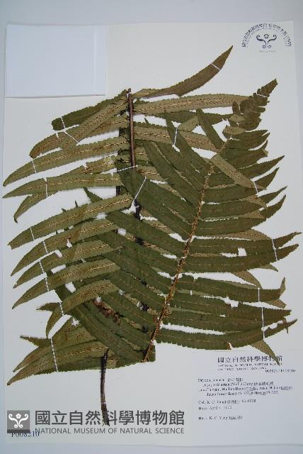 桫欏鱗毛蕨藏品圖，第1張