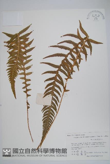 翅軸假金星蕨、短柄卵果蕨藏品圖，第1張